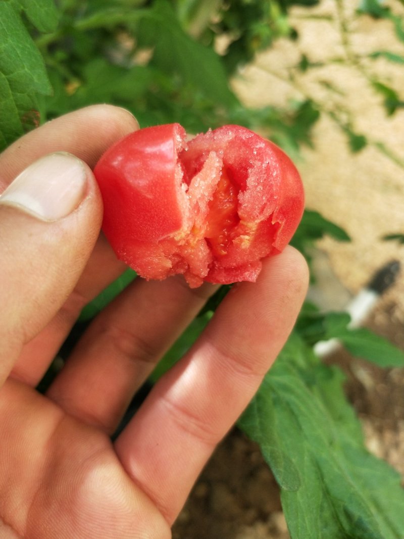 本合作社常年供应无残留自然成熟优质小番茄！一件代发