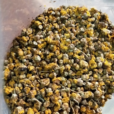 野菊花