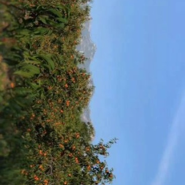 富平柿饼