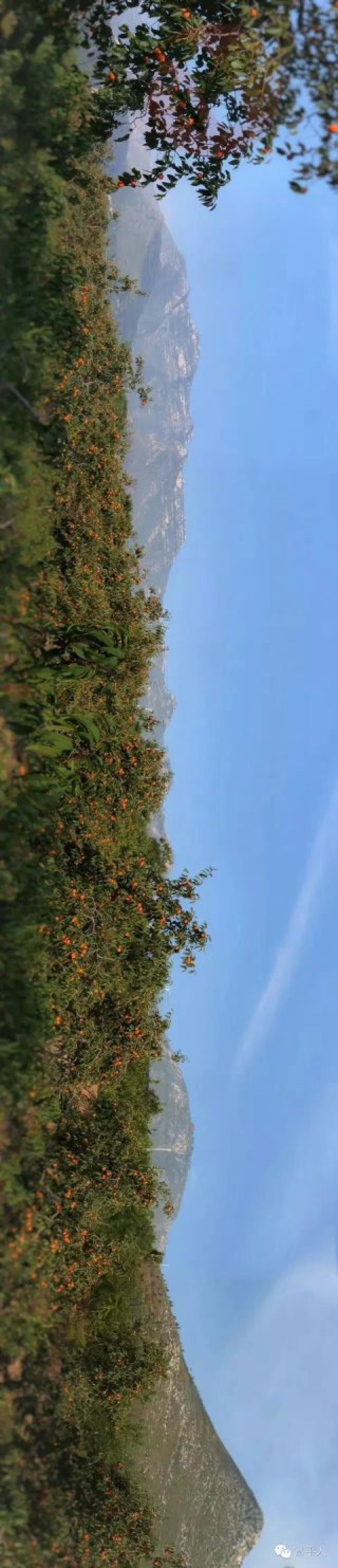 富平柿饼