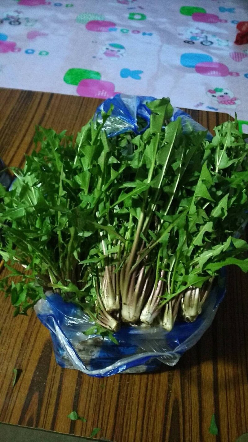 蒲公英6-10cm现起现卖新鲜绿色好吃不贵送礼佳品