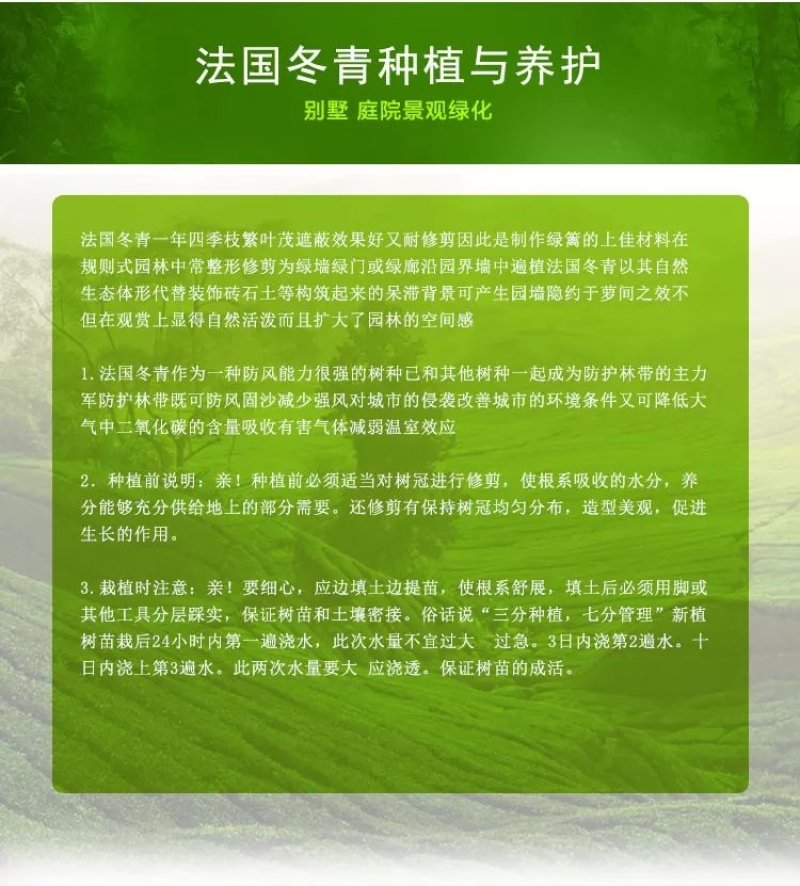 法国冬青树苗珊瑚树苗冬青苗工程绿化庭院绿篱围墙篱笆四季