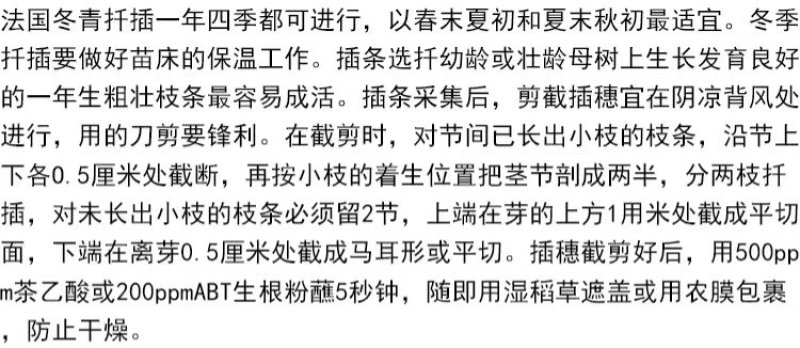 法国冬青树苗珊瑚树苗冬青苗工程绿化庭院绿篱围墙篱笆四季