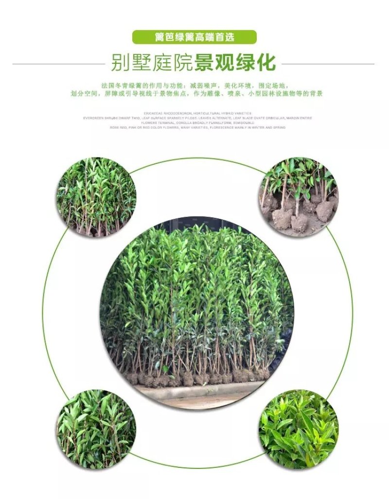 法国冬青树苗珊瑚树苗冬青苗工程绿化庭院绿篱围墙篱笆四季