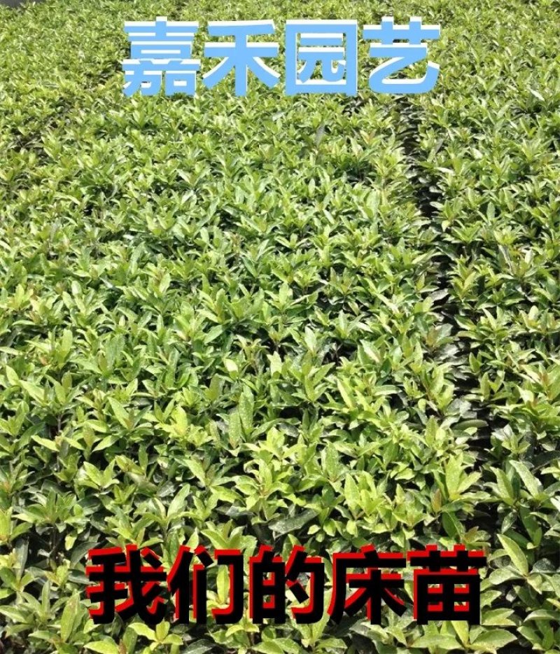 法国冬青树苗珊瑚树苗冬青苗工程绿化庭院绿篱围墙篱笆四季
