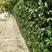 法国冬青树苗珊瑚树苗冬青苗工程绿化庭院绿篱围墙篱笆四季