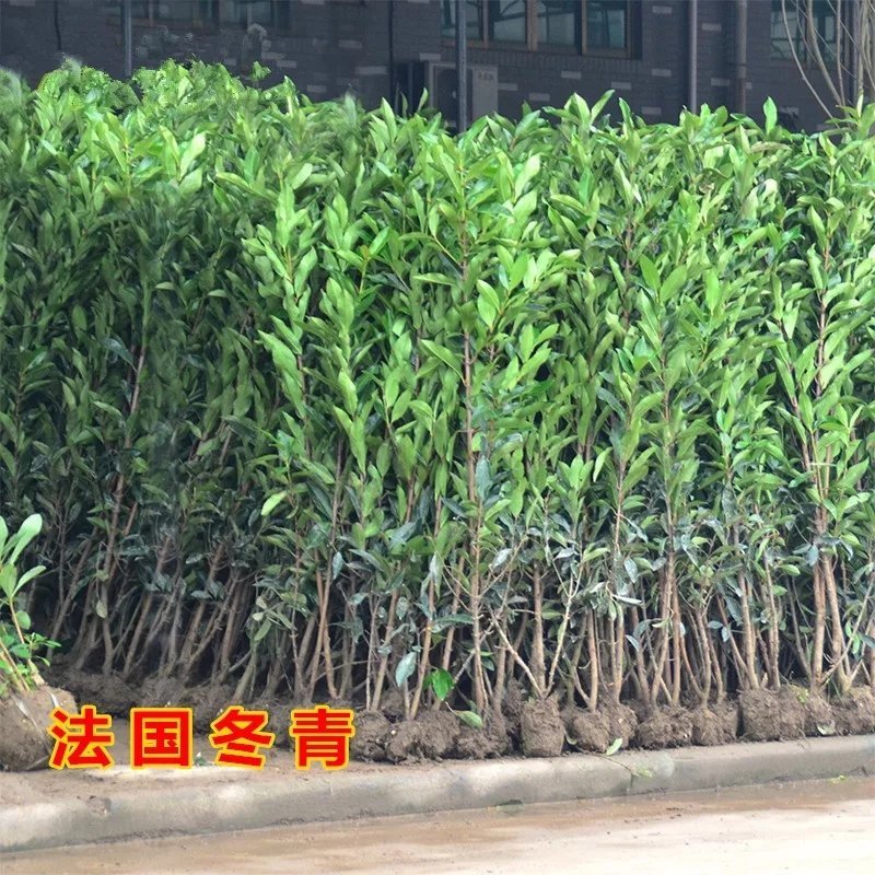 法国冬青树苗珊瑚树苗冬青苗工程绿化庭院绿篱围墙篱笆四季