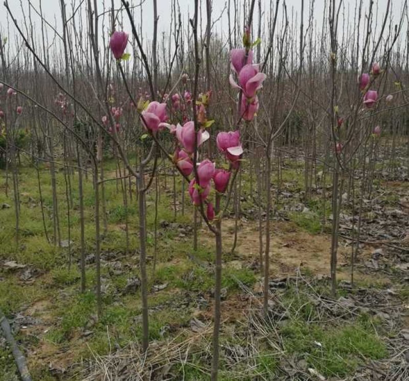 紫玉兰树苗娇红一号玉兰苗嫁接玉兰花苗红玉兰白玉兰地栽绿化