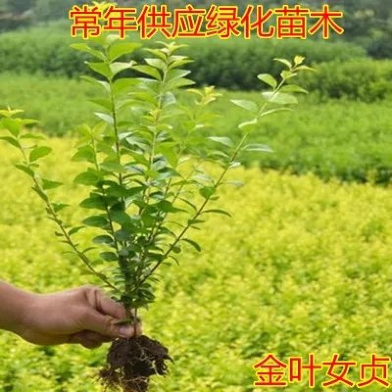 庭院树苗金叶女贞树苗女贞子树苗小叶女贞苗球金森女贞彩色绿