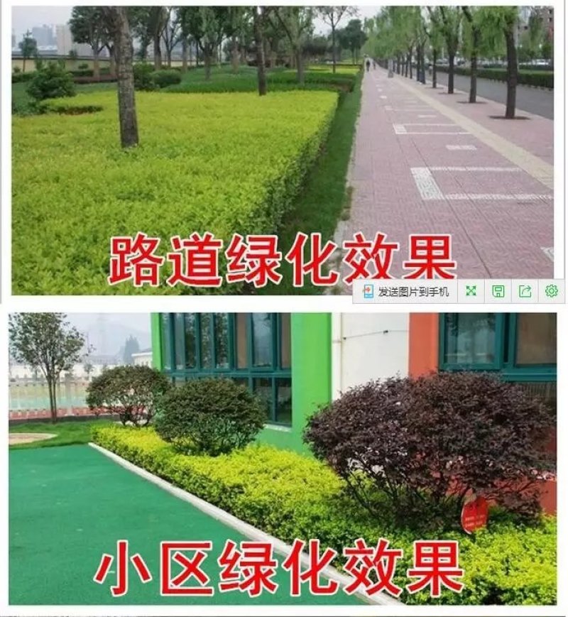 庭院树苗金叶女贞树苗女贞子树苗小叶女贞苗球金森女贞彩色绿