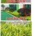 庭院树苗金叶女贞树苗女贞子树苗小叶女贞苗球金森女贞彩色绿