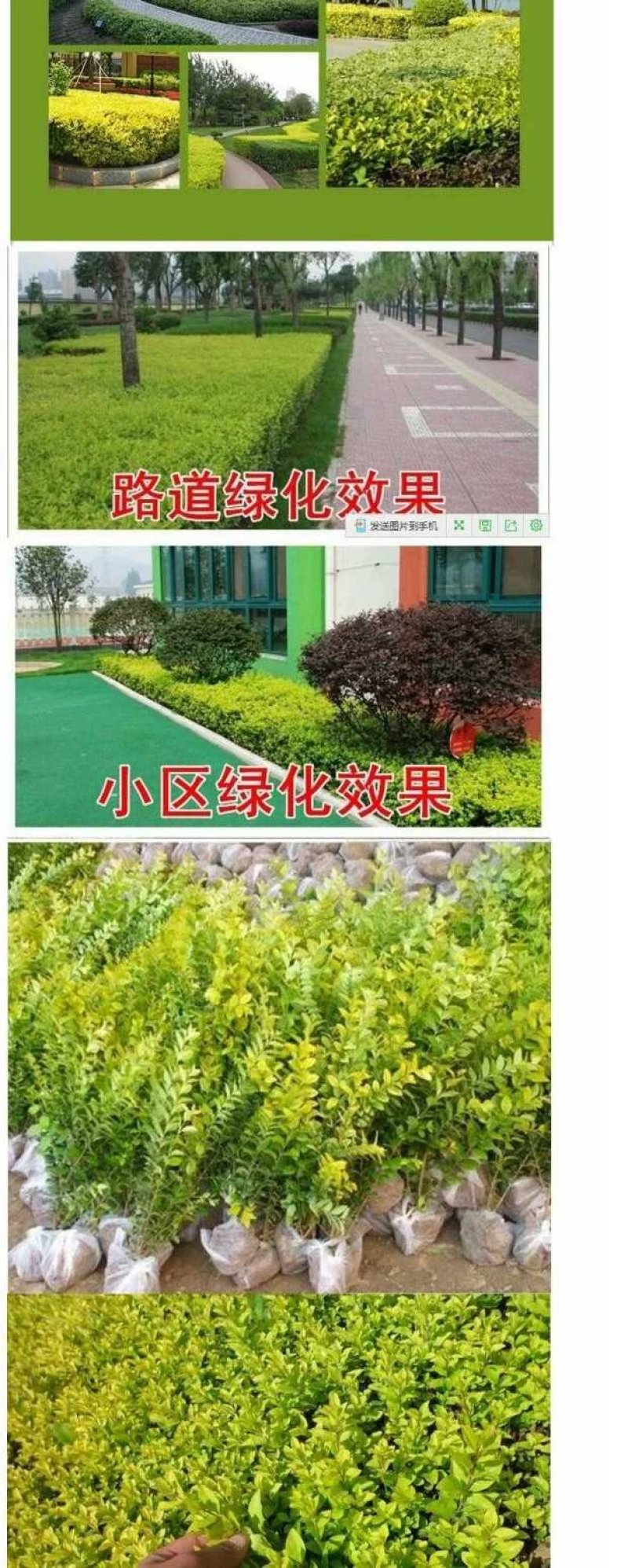 庭院树苗金叶女贞树苗女贞子树苗小叶女贞苗球金森女贞彩色绿