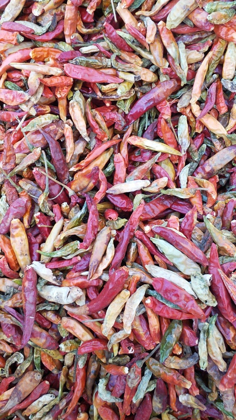 河南花皮辣椒