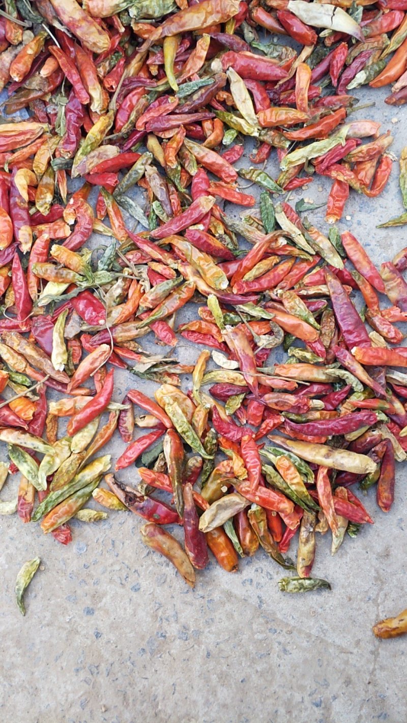 河南花皮辣椒