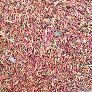 河南花皮辣椒