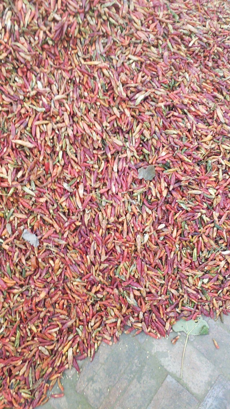 河南花皮辣椒