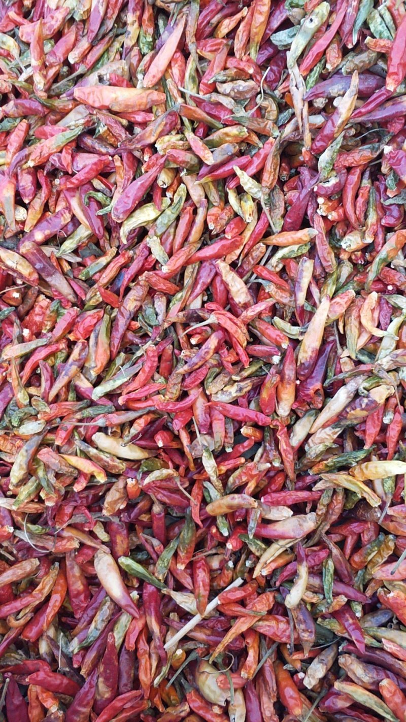 河南花皮辣椒