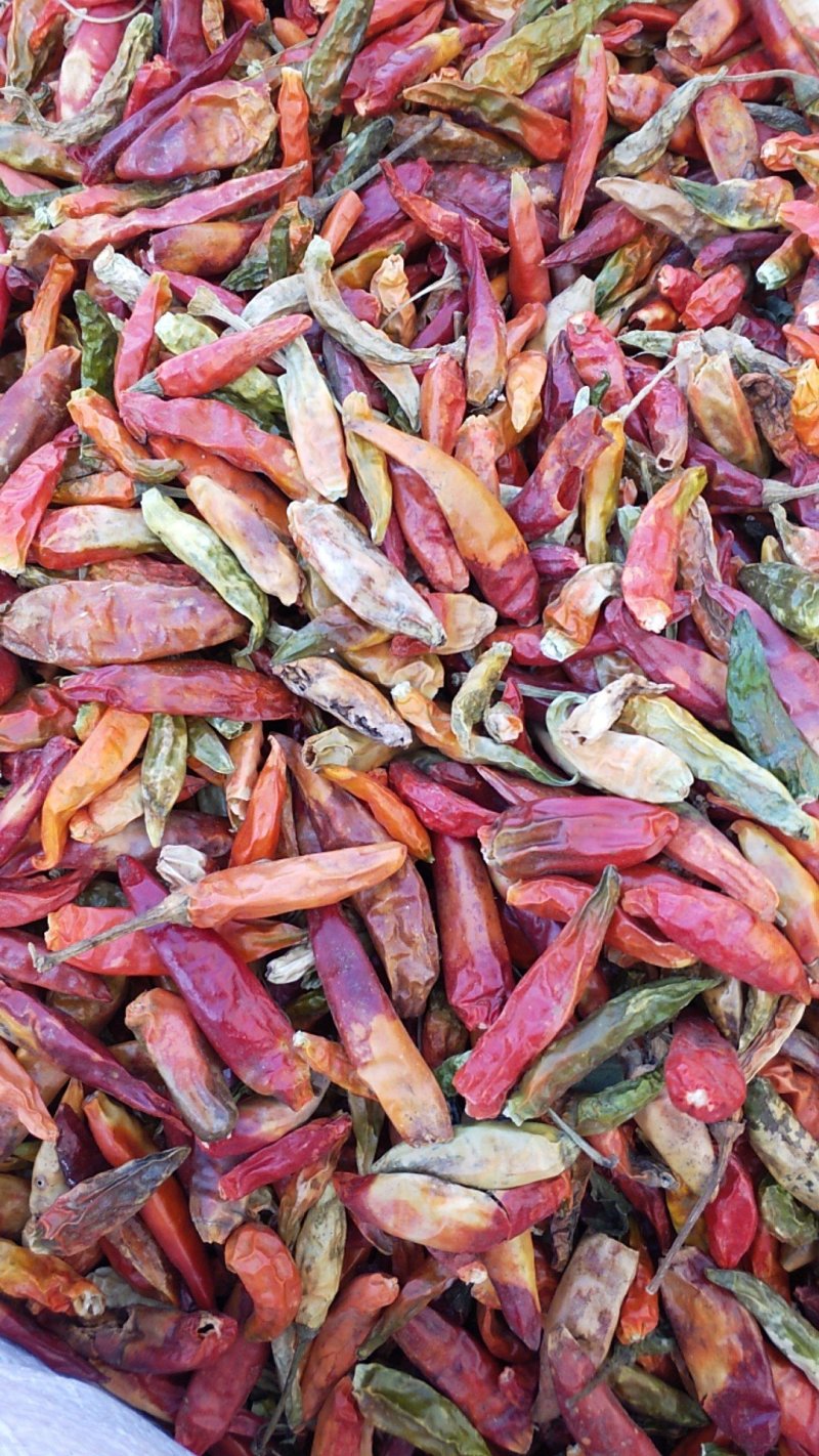 河南花皮辣椒