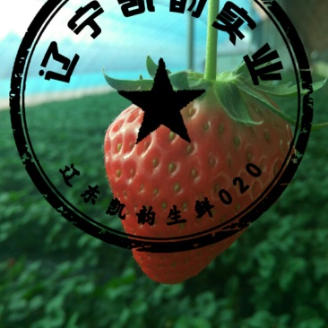 东港草莓🍓
