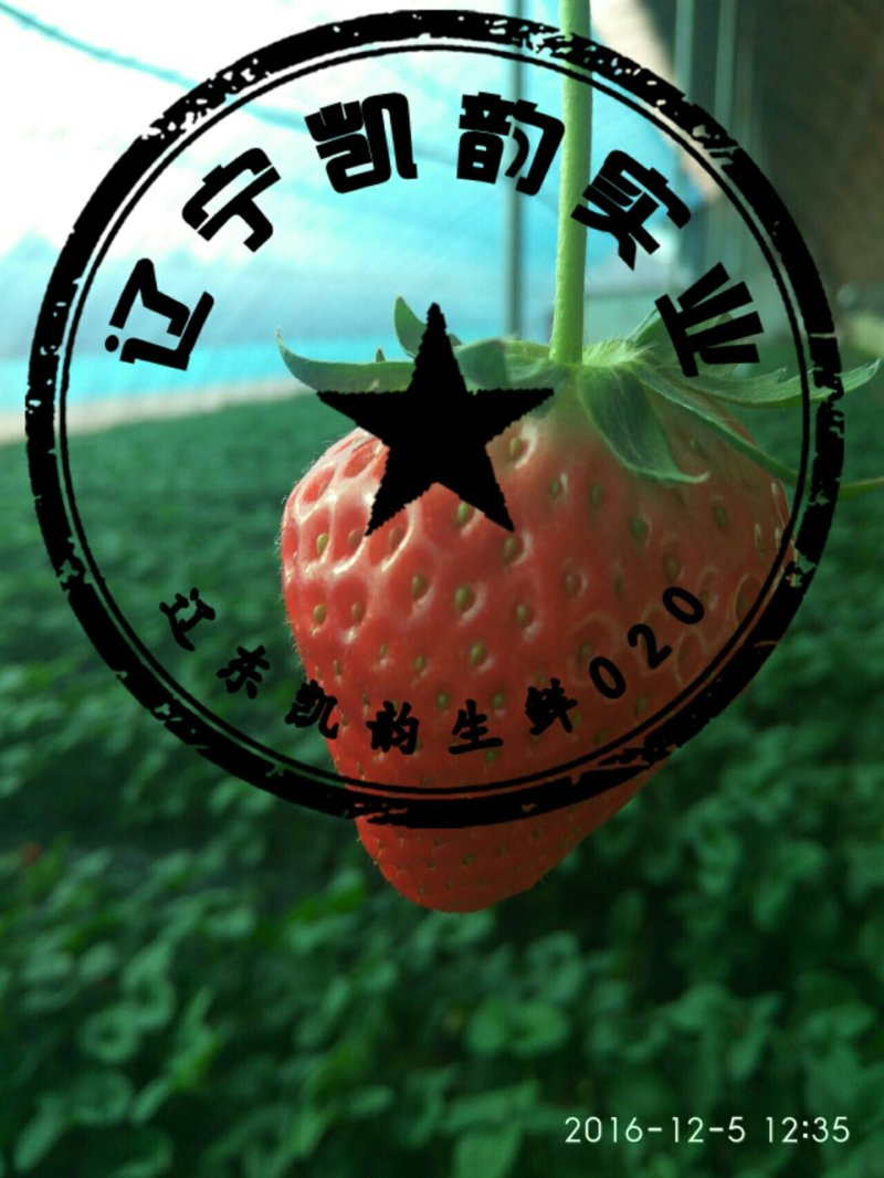 东港草莓🍓