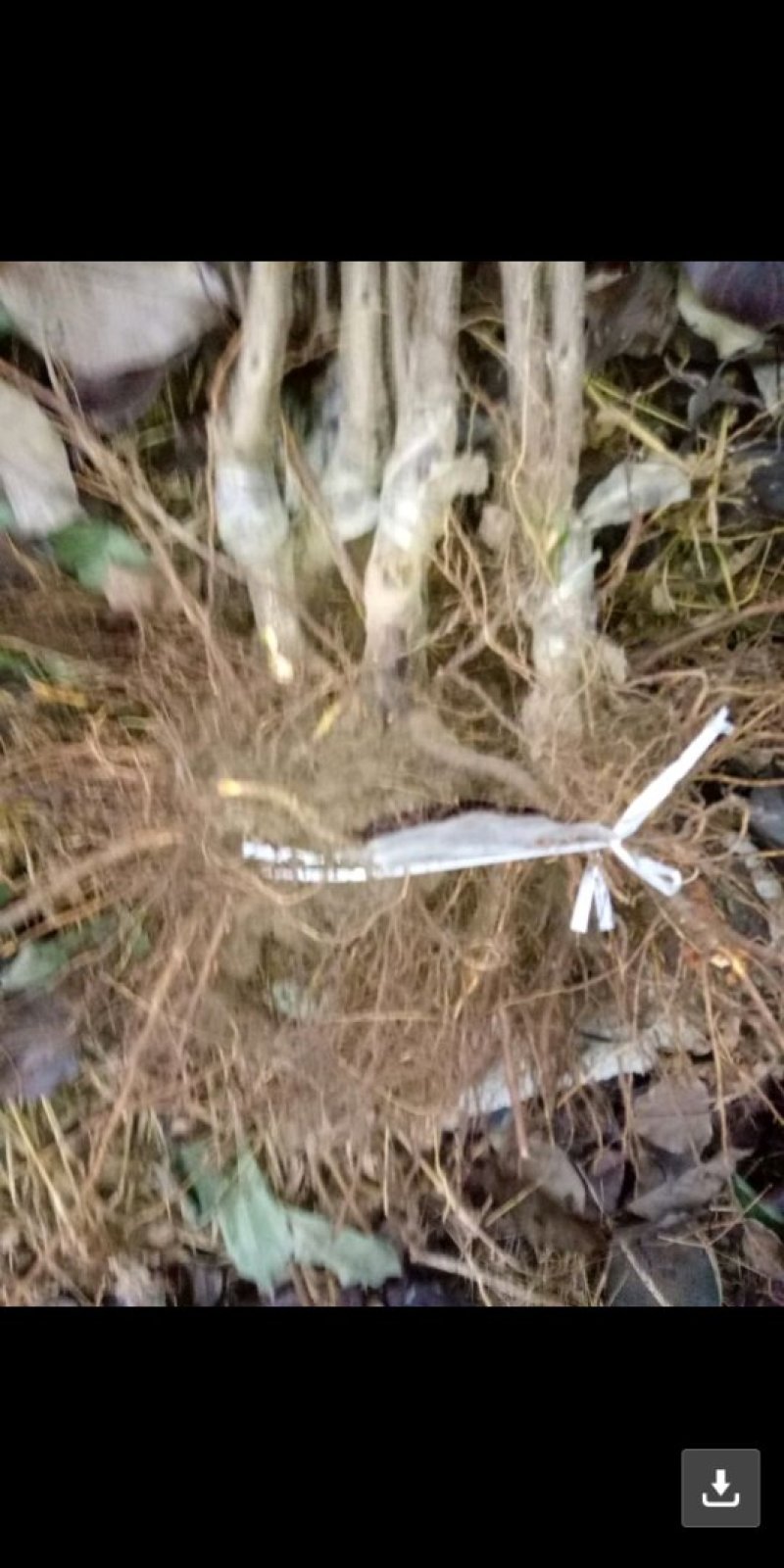 嫁接成品桃苗