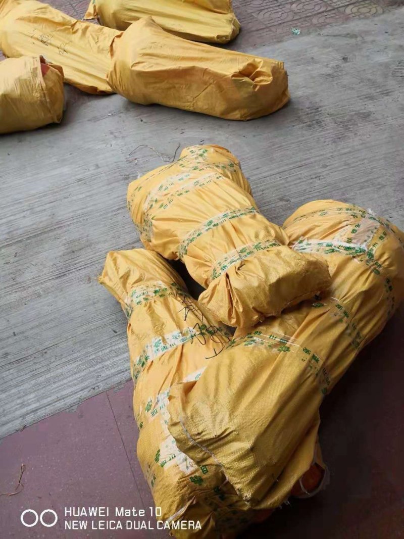 嫁接成品桃苗