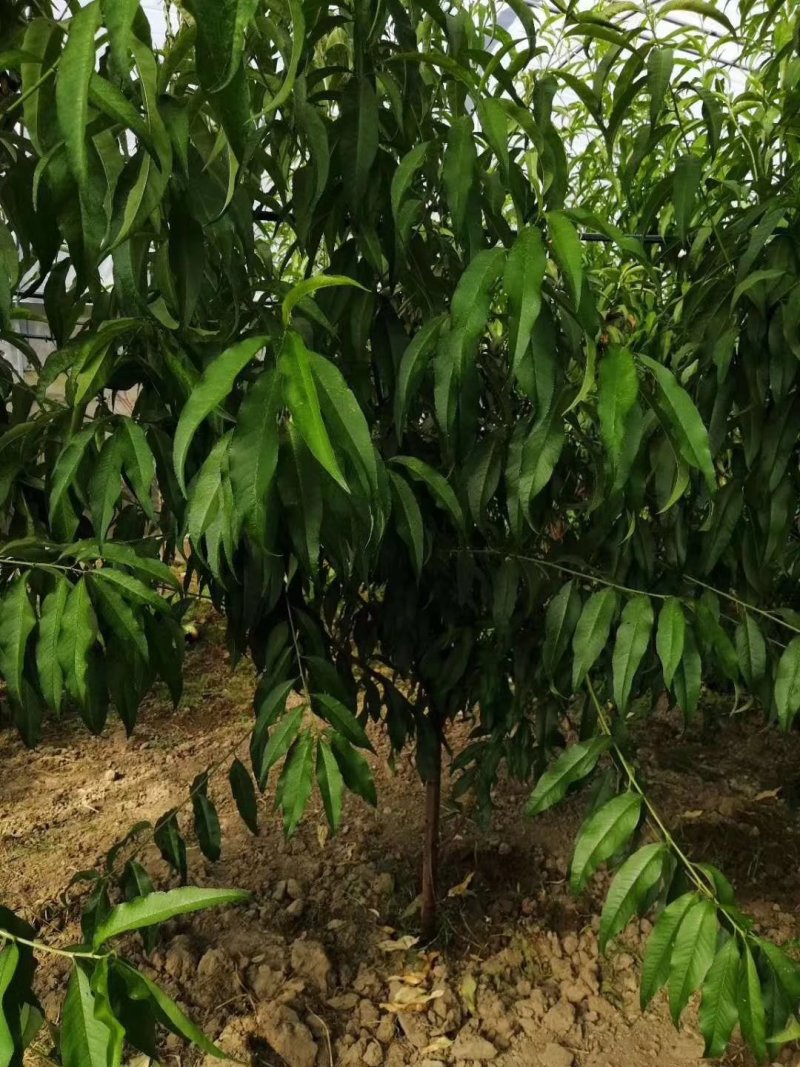 嫁接成品桃苗