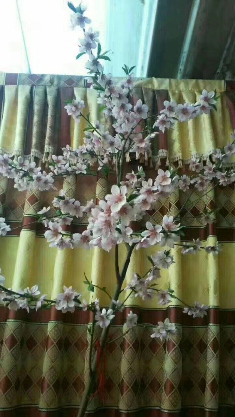嫁接成品桃苗