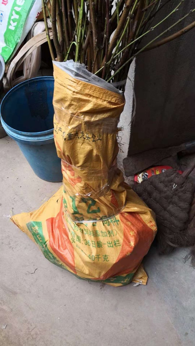 嫁接成品桃苗
