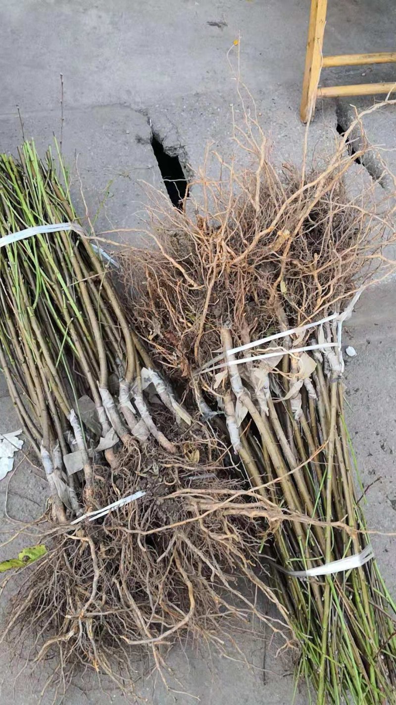 嫁接成品桃苗