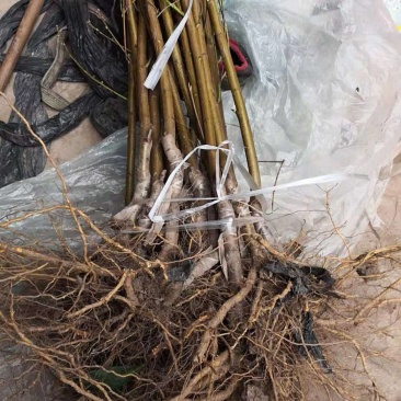 嫁接成品桃苗