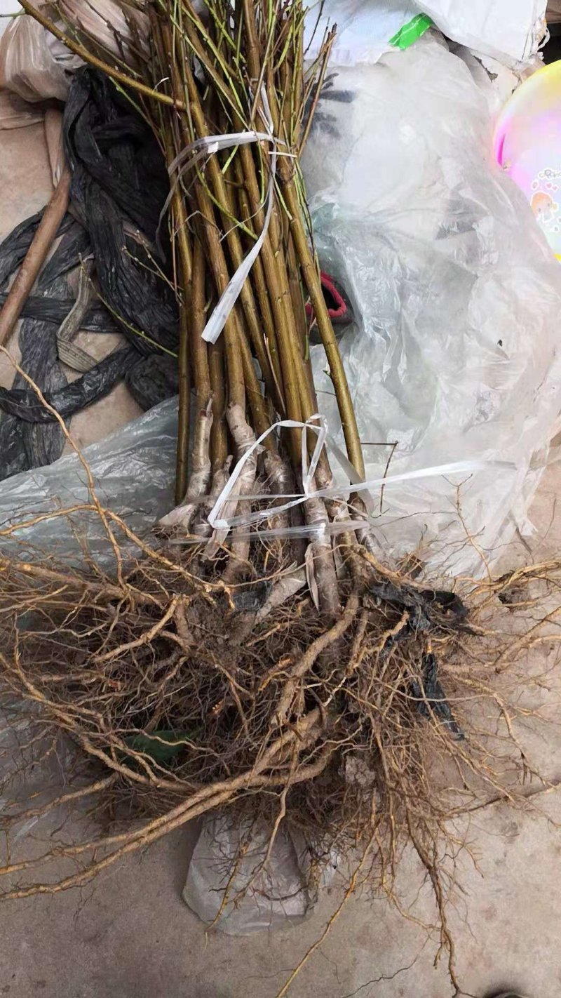 嫁接成品桃苗