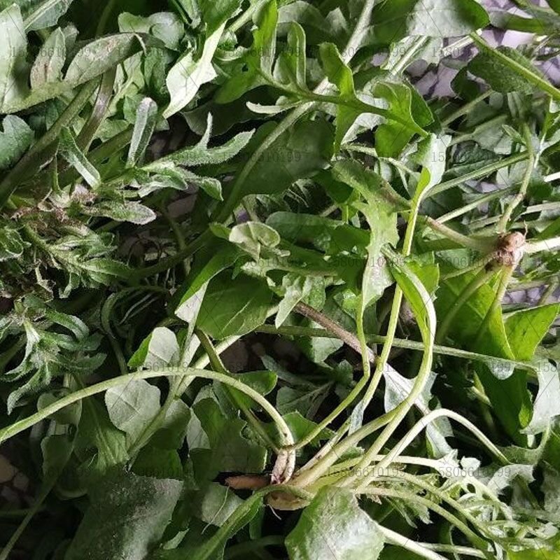 大叶荠菜种子荠荠菜籽山野菜耐寒四季蔬菜种子