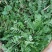 大叶荠菜种子荠荠菜籽山野菜耐寒四季蔬菜种子