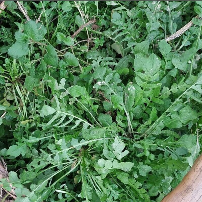 大叶荠菜种子荠荠菜籽山野菜耐寒四季蔬菜种子