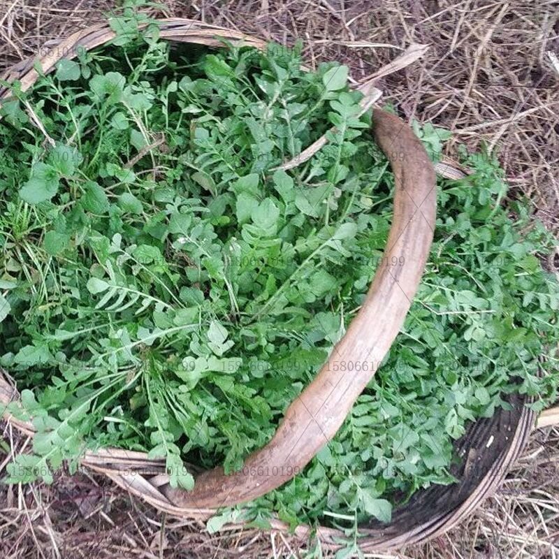 大叶荠菜种子荠荠菜籽山野菜耐寒四季蔬菜种子