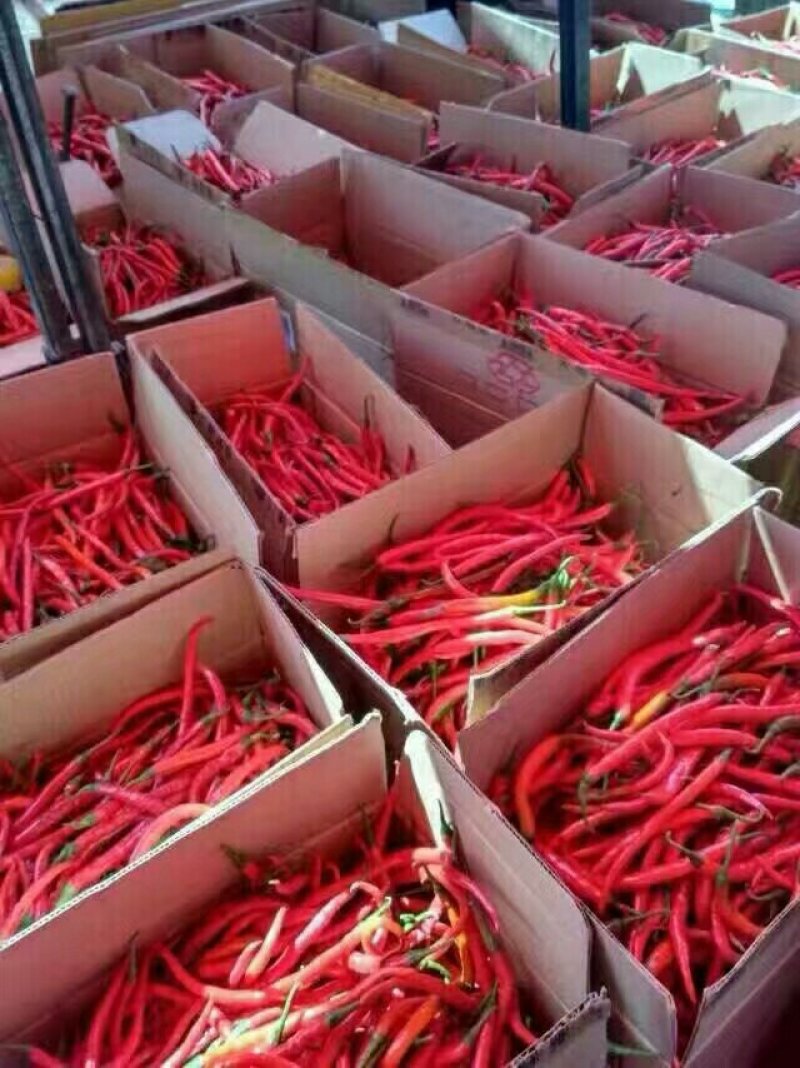 大量供应北京红干辣椒