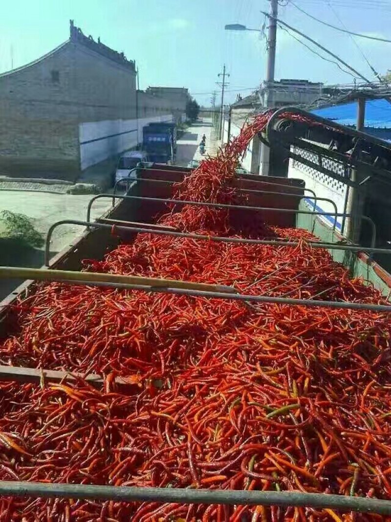 大量供应北京红干辣椒