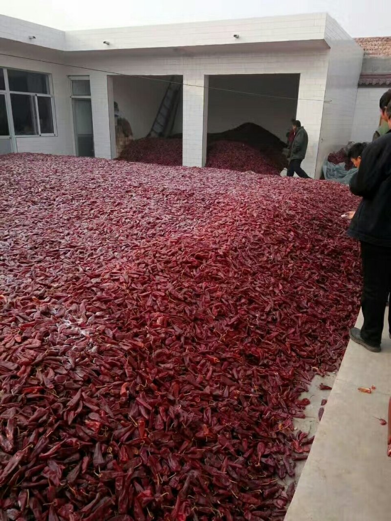 大量供应北京红干辣椒
