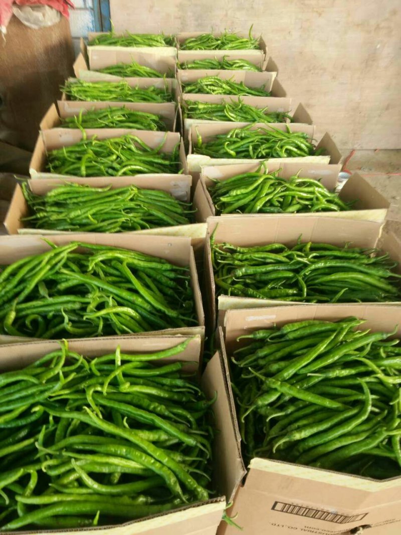 大量供应北京红干辣椒