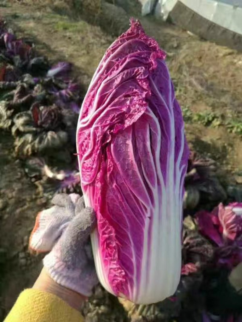 [爆款直降秒杀24小时]紫白菜五斤包邮