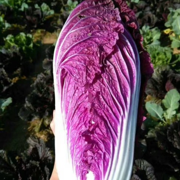 [爆款直降秒杀24小时]紫白菜五斤包邮