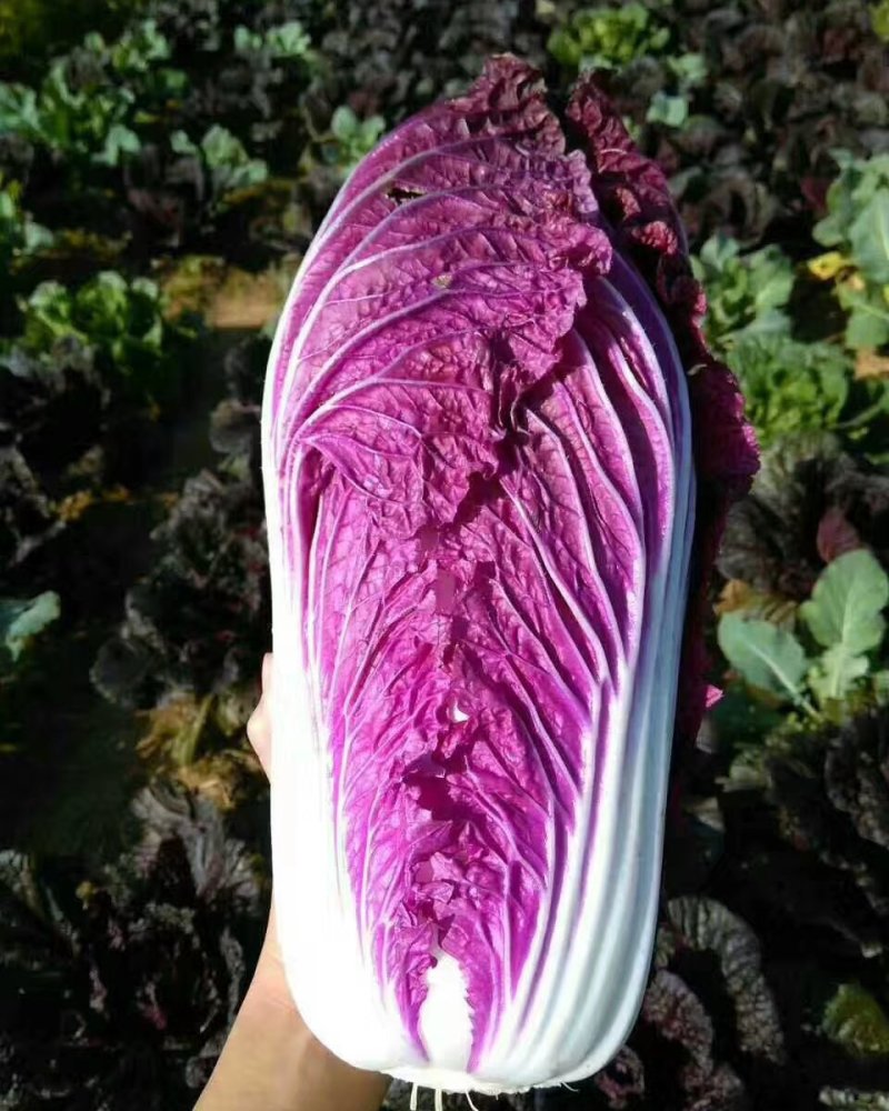 [爆款直降秒杀24小时]紫白菜五斤包邮