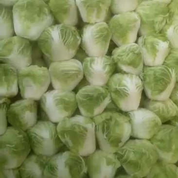 秦白2号大白菜