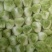 秦白2号大白菜