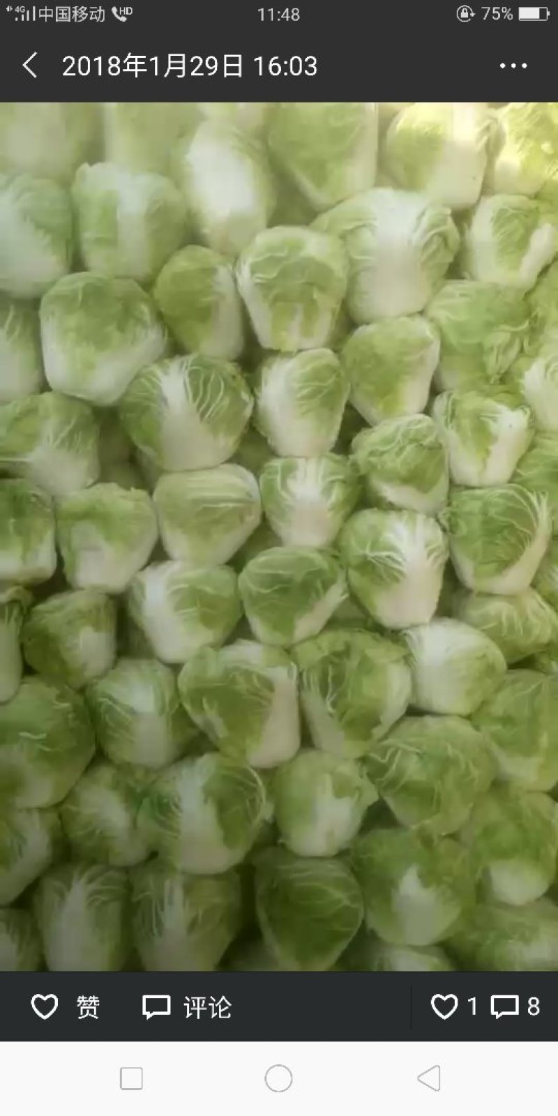 秦白2号大白菜