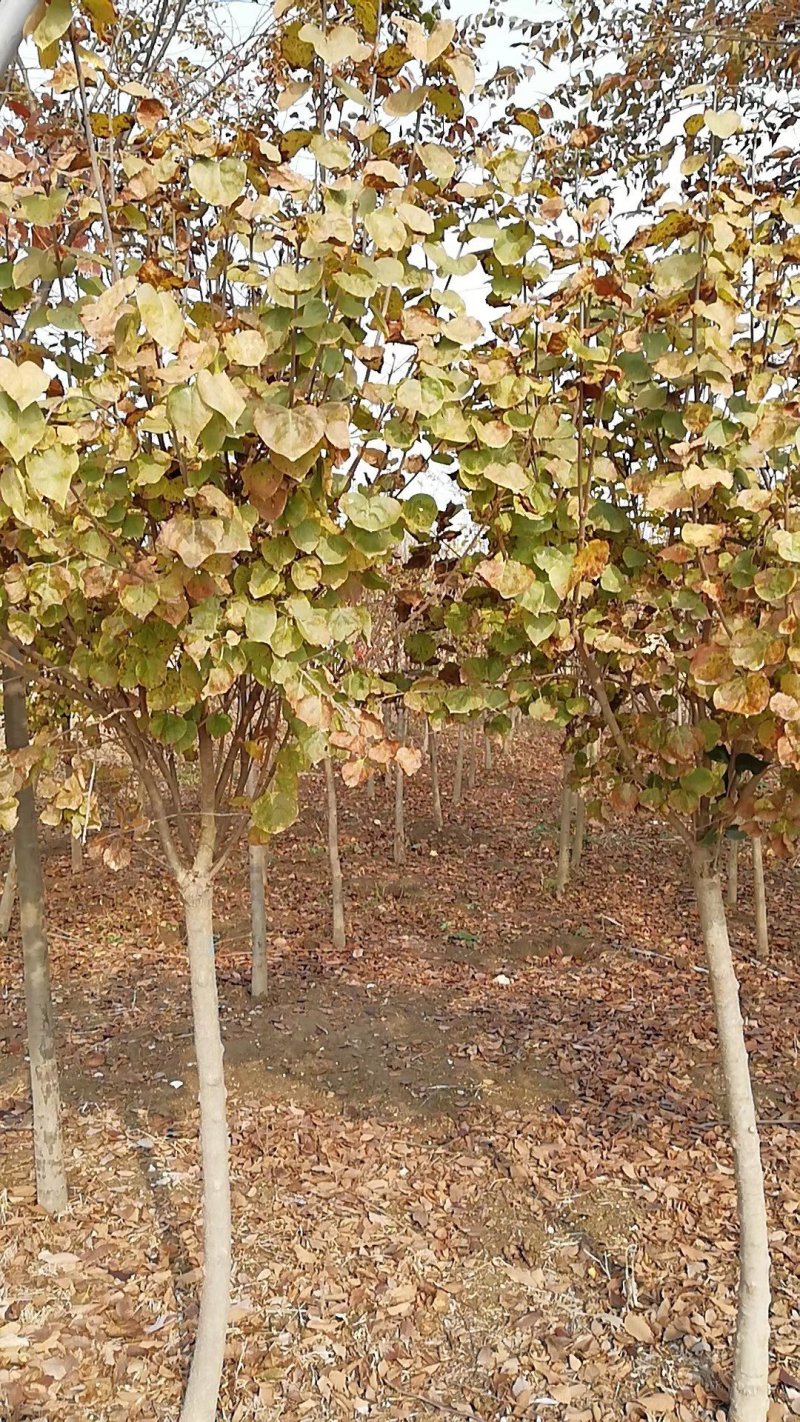 独杆丁香暴马丁香紫花丁香全国发货6公分装车价85量大从优