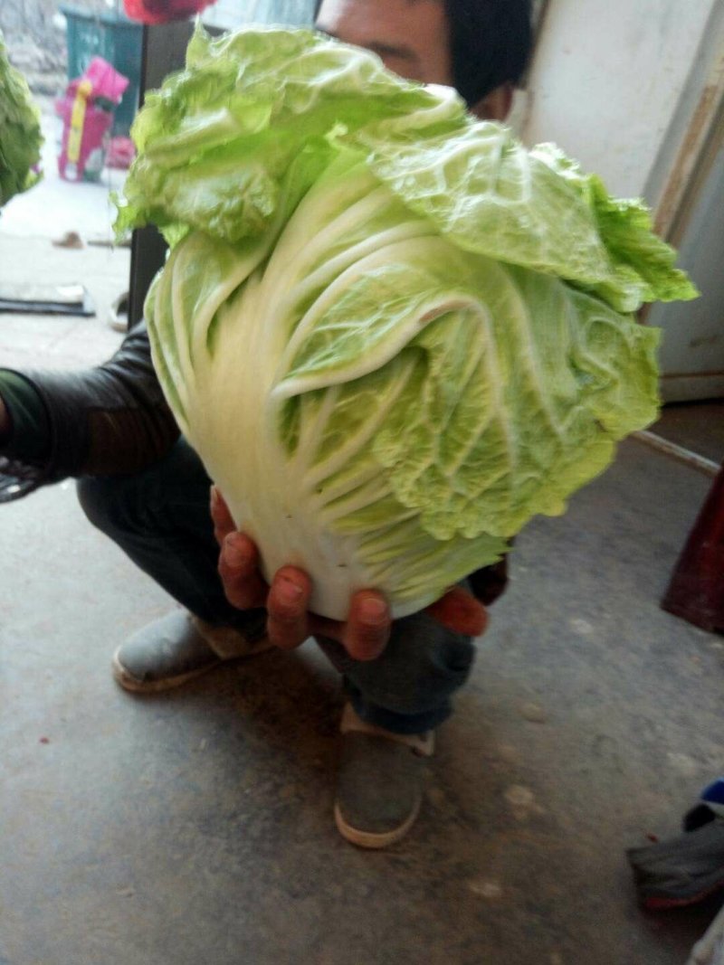 秦白2号大白菜