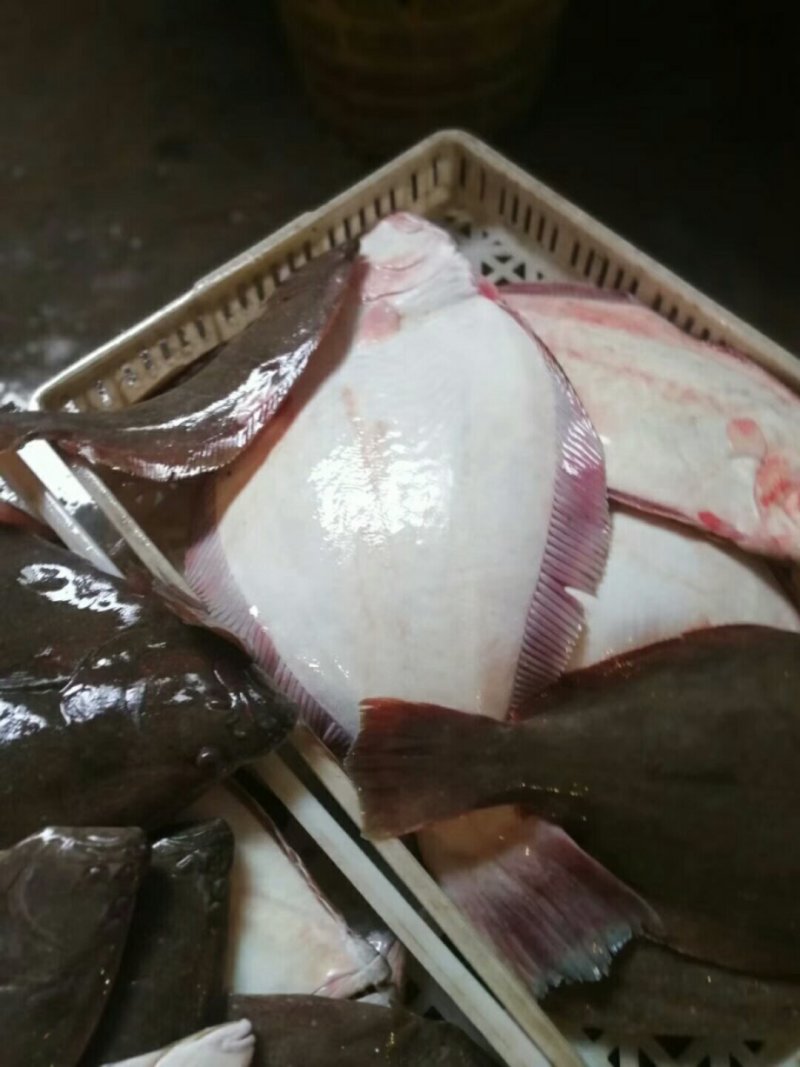 大牙片鱼70元大敏鱼75元风哨16元