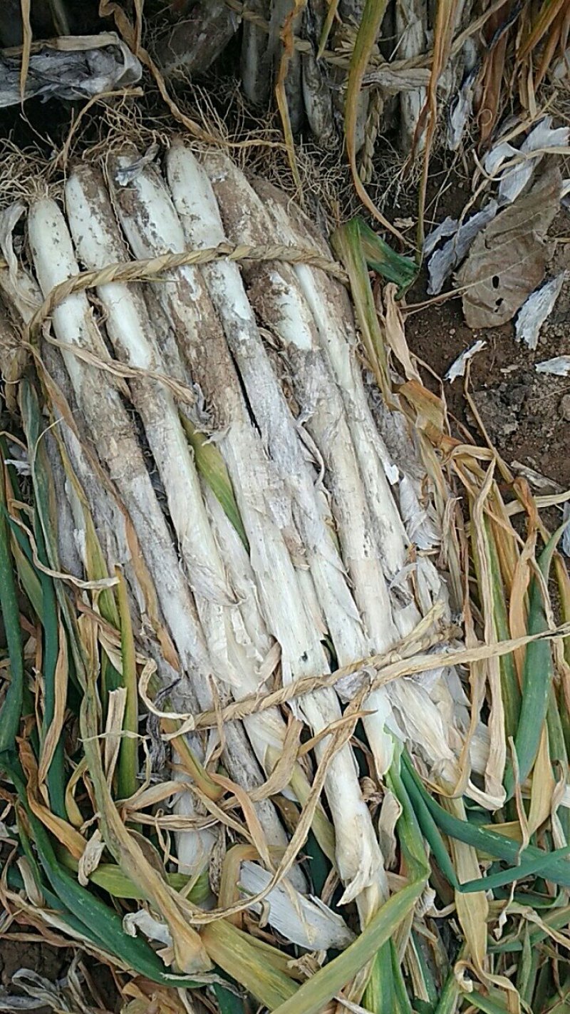 长白大葱30~40cm毛葱2cm左右